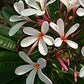 plumeria singaporensis dwarf 2ft height in 8inch pot