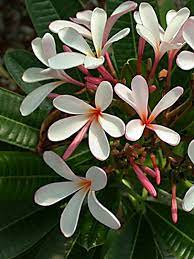 plumeria singaporensis dwarf 2ft height in 8inch pot