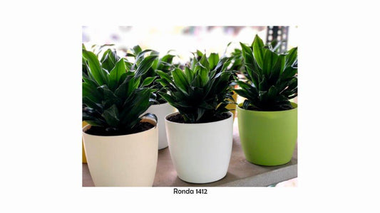 Greena Ronda 9.1 inch (Set of 2) - white colour