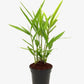 Potted plant with green leaves on a white background