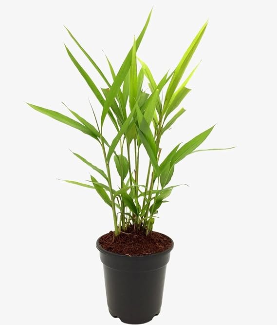 Potted plant with green leaves on a white background