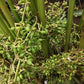 Close-up of a palm plant with green fruits and leaves.