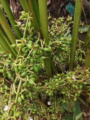 Close-up of a palm plant with green fruits and leaves.