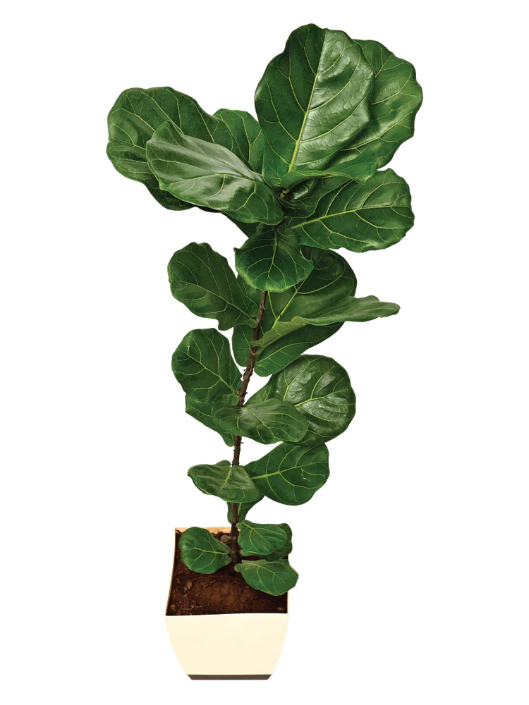 Fiddle-leaf Fig dwarf 2-3 ft tall