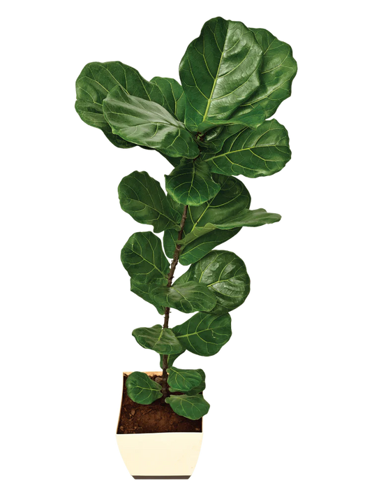 Fiddle-leaf Fig dwarf 2-3 ft tall