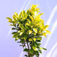 Ficus Panda – in 8 inch pot