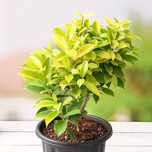 Ficus Panda – in 8 inch pot
