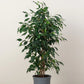 ficus benjamina in 6inch pot