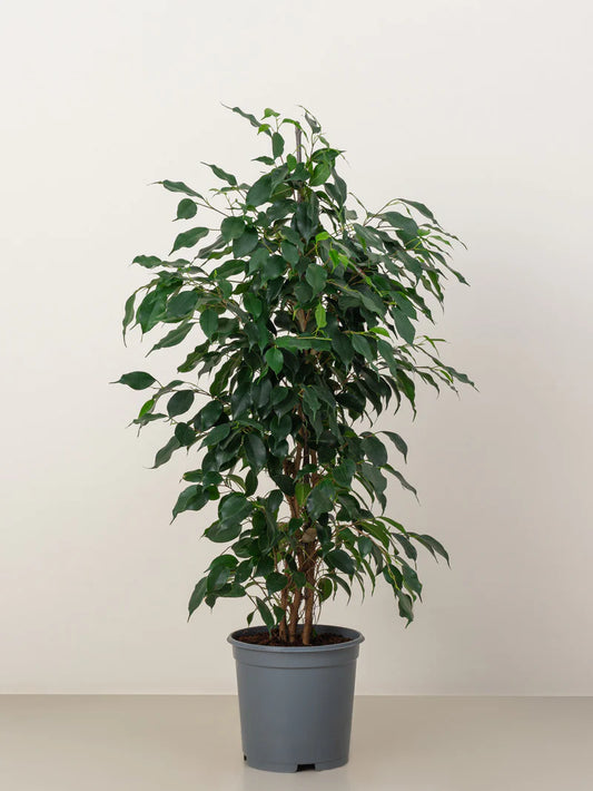ficus benjamina in 6inch pot