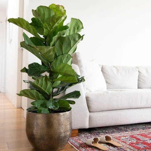 fiddle leaf fig dwarf variety. 3-4 ft height