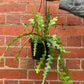 Fishbone Cactus in 4inch pot