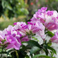 Close-up of pink and purple flowers with a blurred green background