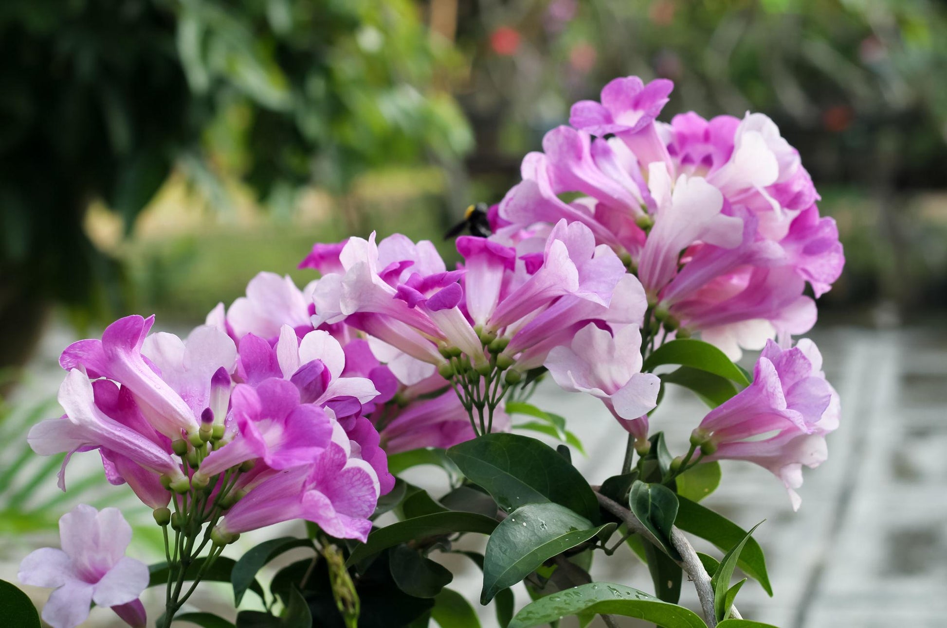 Close-up of pink and purple flowers with a blurred green background