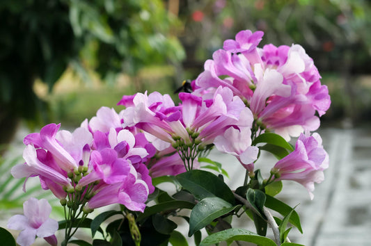 Close-up of pink and purple flowers with a blurred green background