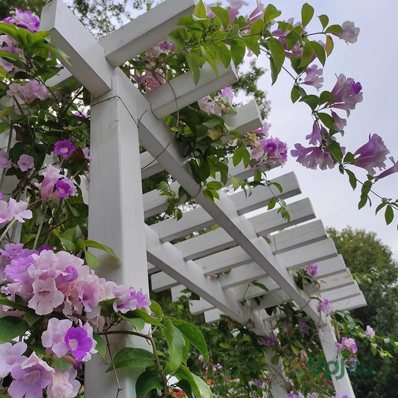White pergola with purple flowers and green leaves