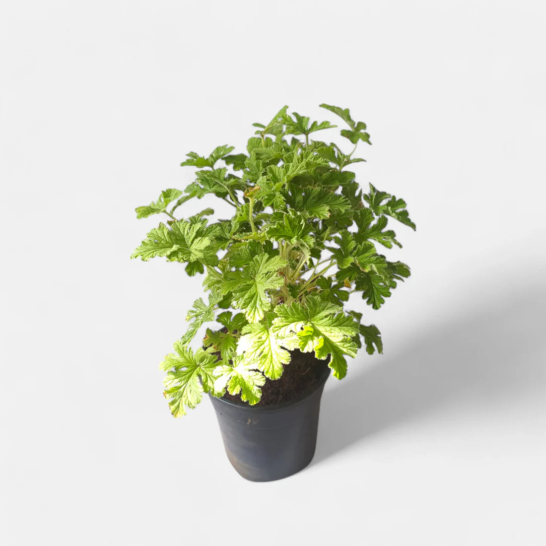Scented geraniums or Paneer plant in 4.5 inch pot (Mosquito-repelling)
