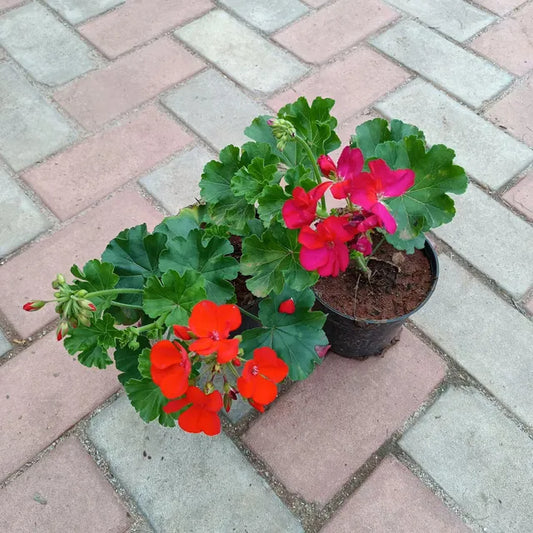 Set of 2 - Geranium (Pink & Red)