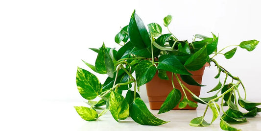 devil pothos