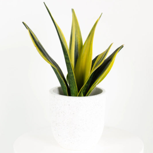 Rare Sansevieria Golden Flame in 12 cm pot
