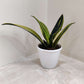 Rare Sansevieria Golden Flame in 12 cm pot