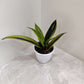Rare Sansevieria Golden Flame in 12 cm pot