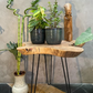 Good Luck Trio - Lucky Jade, Money Plant and Spiral Bamboo plant (1 each in nursery pot)