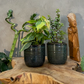 Good Luck Trio - Lucky Jade, Money Plant and Spiral Bamboo plant (1 each in nursery pot)