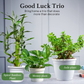 Good Luck Trio - Lucky Jade, Money Plant and Spiral Bamboo plant (1 each in nursery pot)