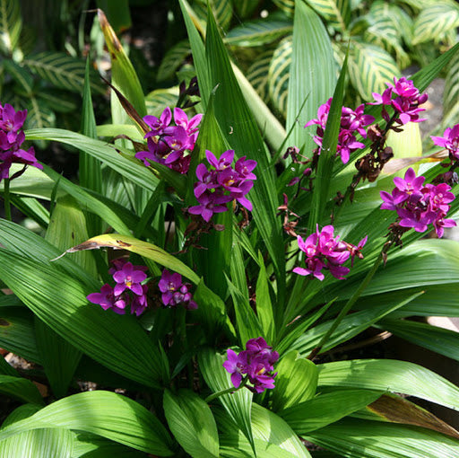 Purple Ground Orchid in 6inch pot (without flowers)