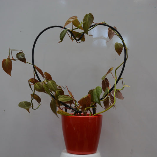 Heart shaped black money plant