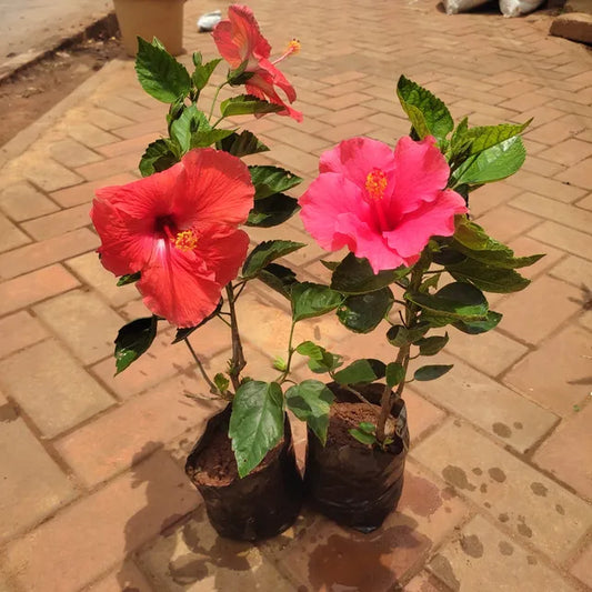 Set Of 2 - Hibiscus (Any Colour)