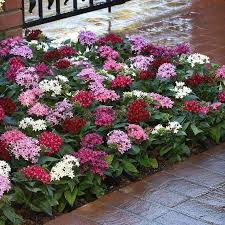 pentas plant in 4inch pot