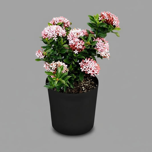 Ixora Mini Dwarf in 5inch pot (flower color pink/white/red)