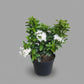 Ixora Mini Dwarf in 5inch pot (flower color pink/white/red)