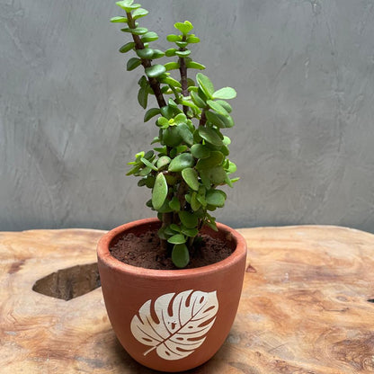 jade plant terracotta pot Buy best quality jade plant from plantsden.com in Bangalore – Plantsden