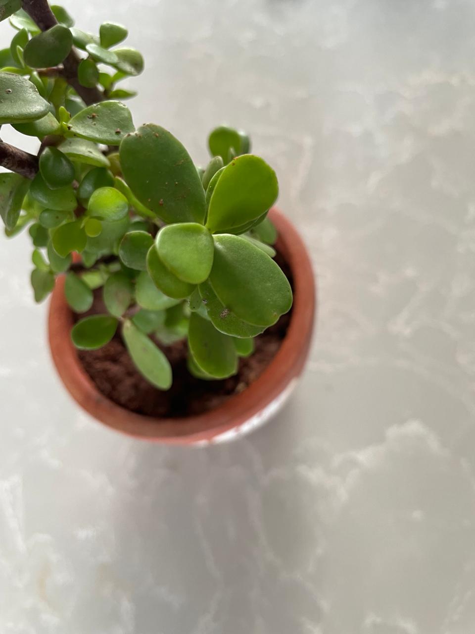 Jade Plant in 4inch pot