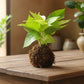 kokedama money plant with moss