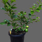 lemon plant 2ft+ height and in 8inch pot