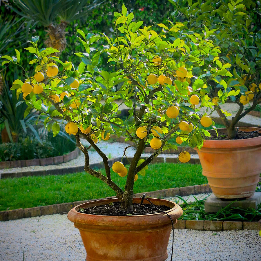 lemon plant 2ft+ height and in 8inch pot