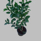 lemon plant 2ft+ height and in 8inch pot