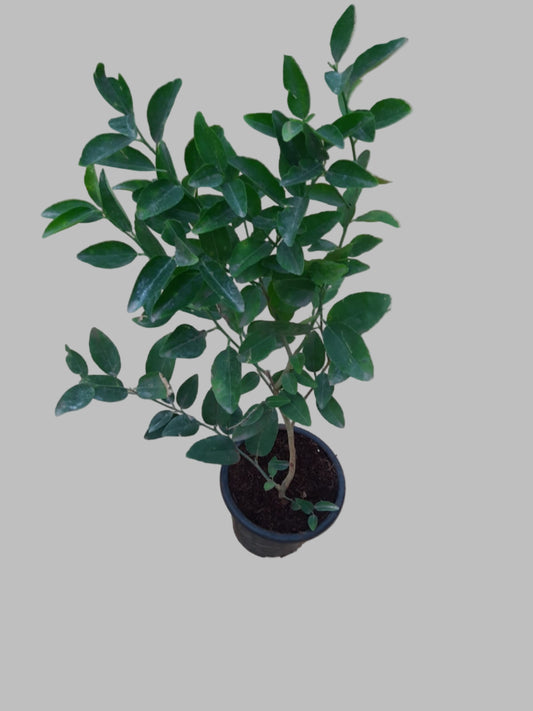 lemon plant 2ft+ height and in 8inch pot