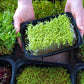 Basil  Microgreen kit
