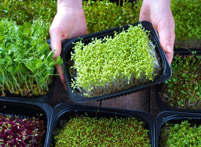 Basil  Microgreen kit