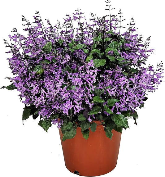 Mona Lavender or Plectranthus  plant in 5 inch pot (with or without flowers)