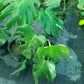 Green leafy plants on a reflective surface