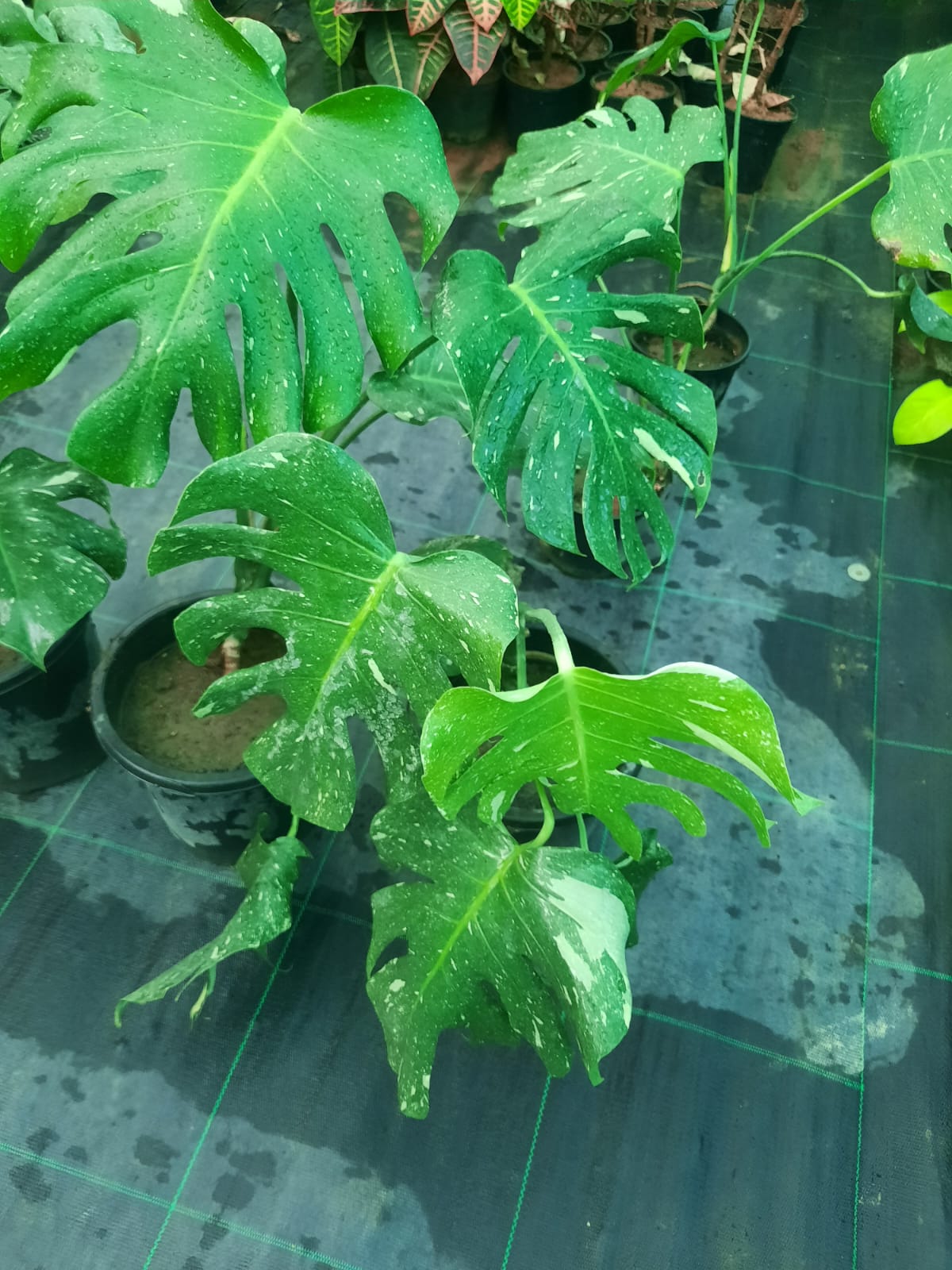 Green leafy plants on a reflective surface