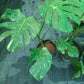Green leafy plants in pots on a reflective surface