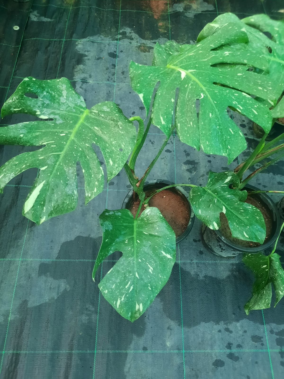 Green leafy plants in pots on a reflective surface