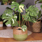 Green potted plant with white variegation in a woven pot on a wooden floor.