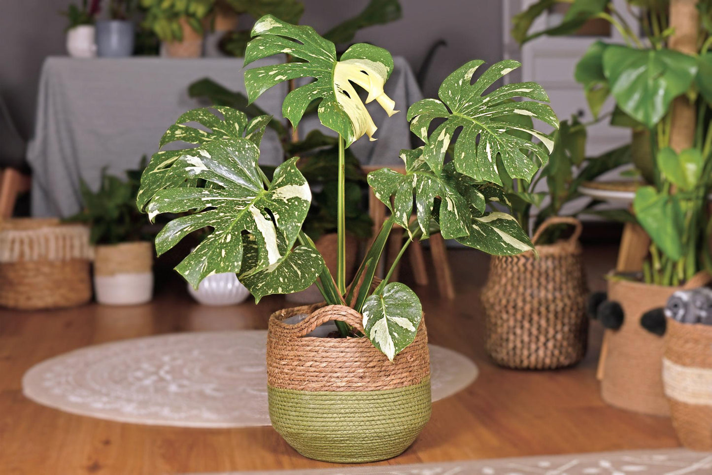 Green potted plant with white variegation in a woven pot on a wooden floor.